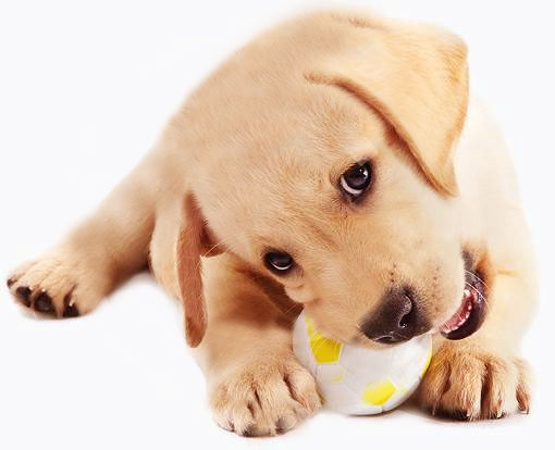 Puppy Training School Eastern Suburbs Sydney - Cause for Paws