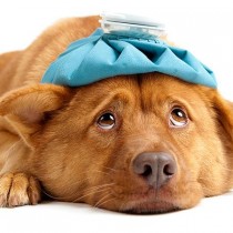 Dog Psychology
