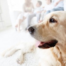 Dog Training